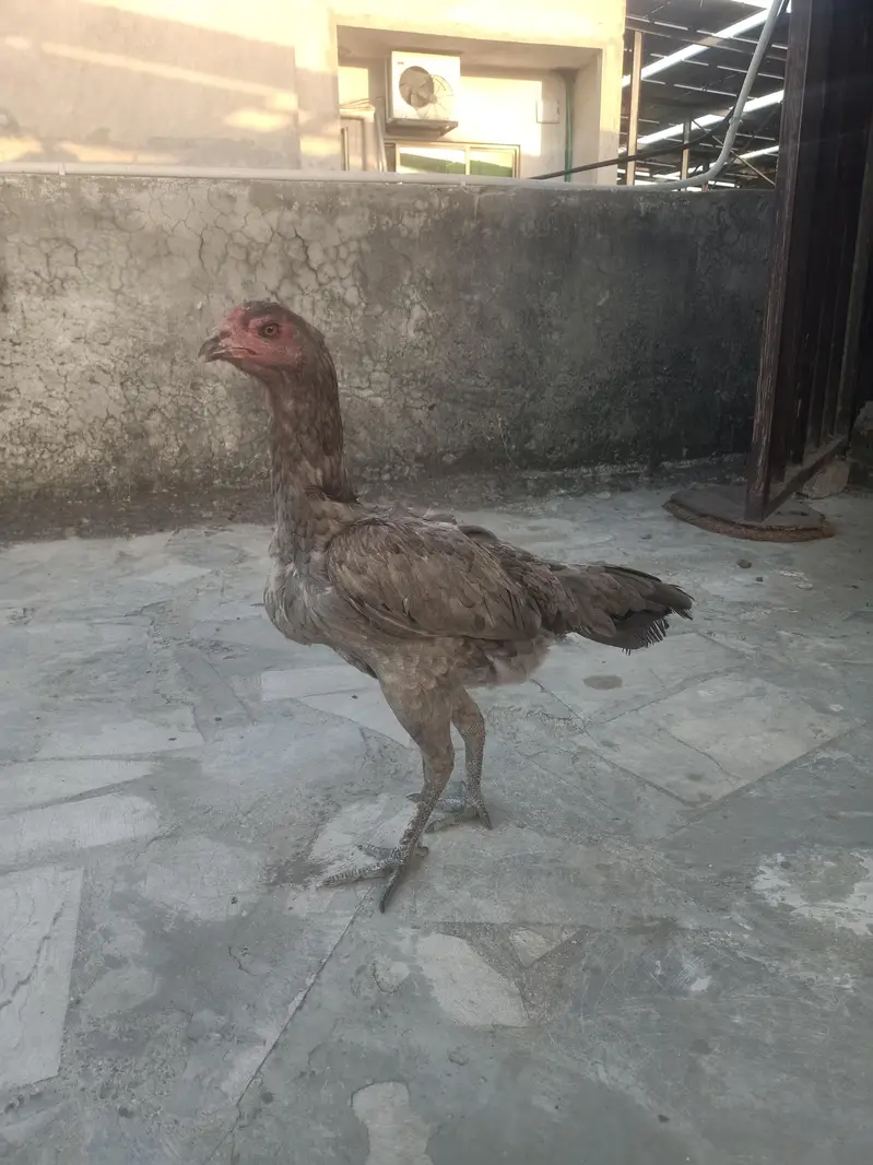 Aseel family — photo 2