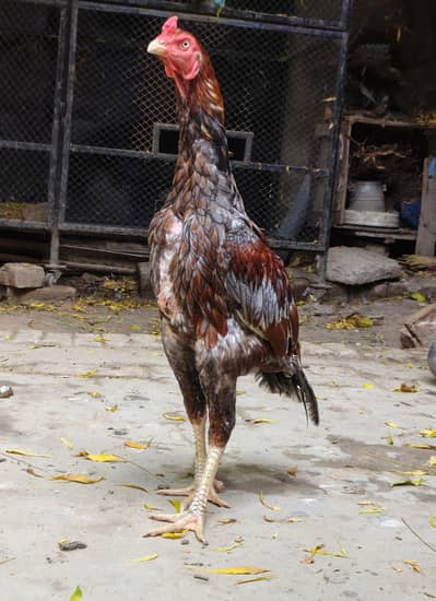 Long height Aseel pair for sale Best cheez Chaska parti door ray