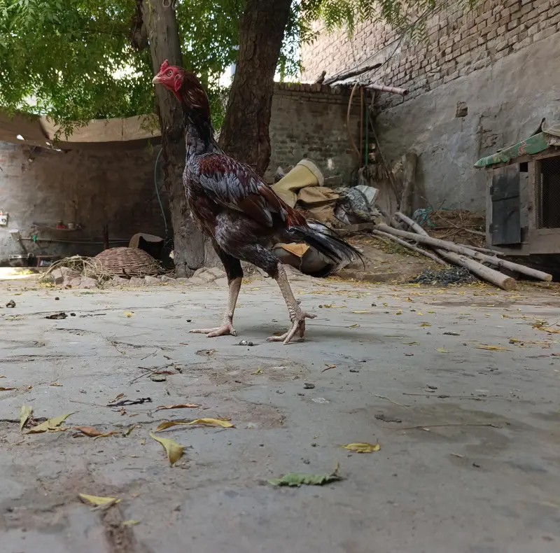 Long height Aseel pair for sale Best cheez Chaska parti door ray — photo 3