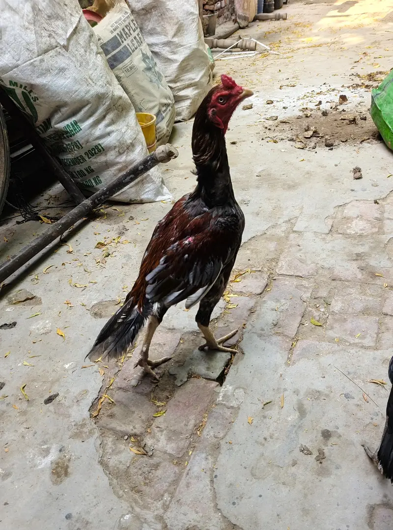 Long height Aseel pair for sale Best cheez Chaska parti door ray — photo 4