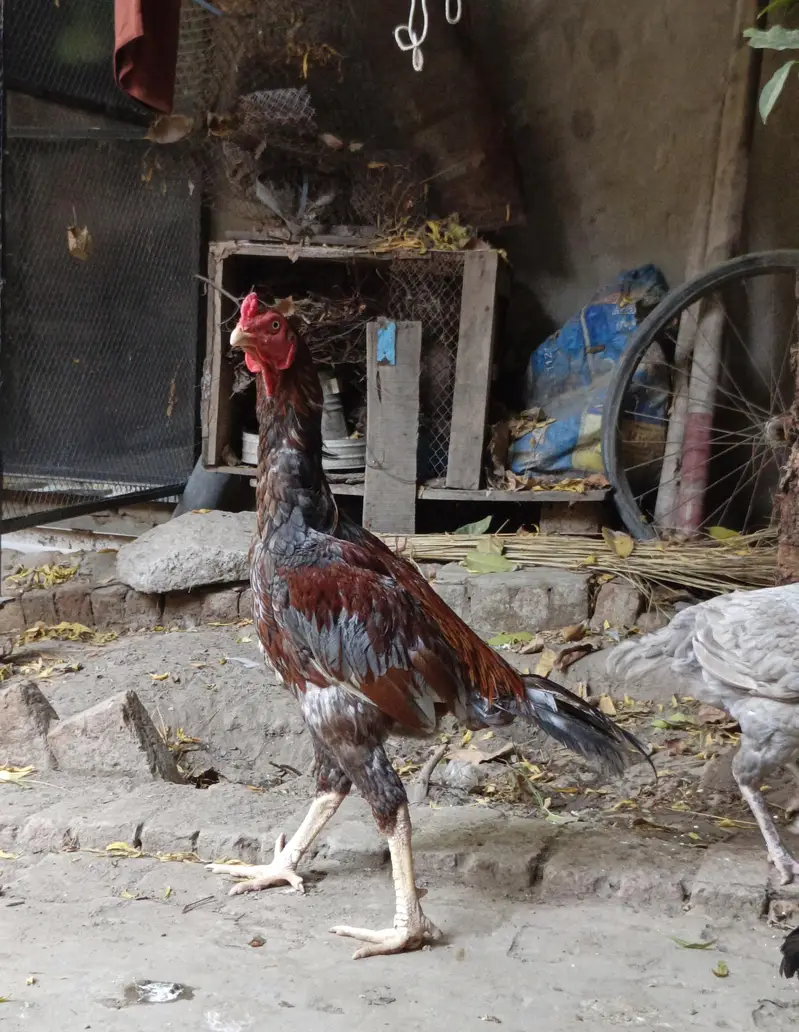 Long height Aseel pair for sale Best cheez Chaska parti door ray — photo 6