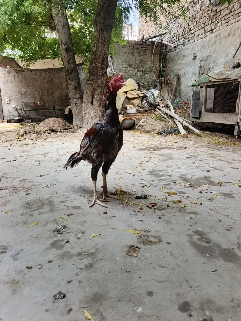 Long height Aseel pair for sale Best cheez Chaska parti door ray — photo 8