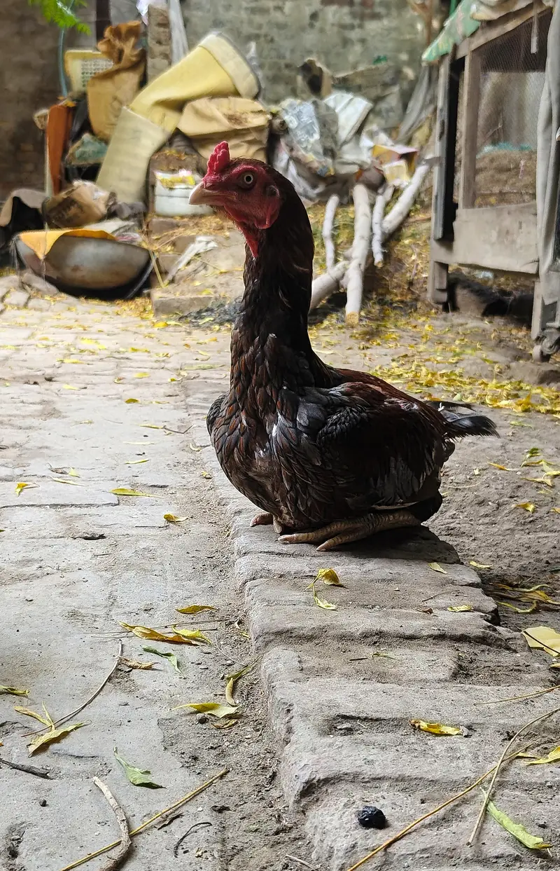 Long height Aseel pair for sale Best cheez Chaska parti door ray — photo 9