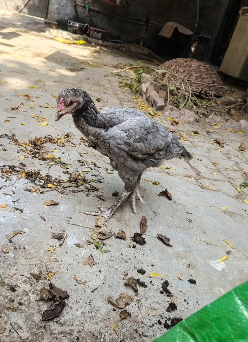 Long height Aseel pair for sale Best cheez Chaska parti door ray — photo 12
