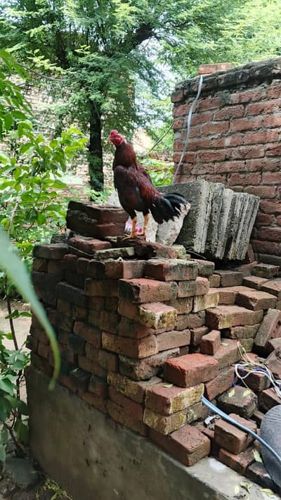 chota phta phati bi mill ja gi