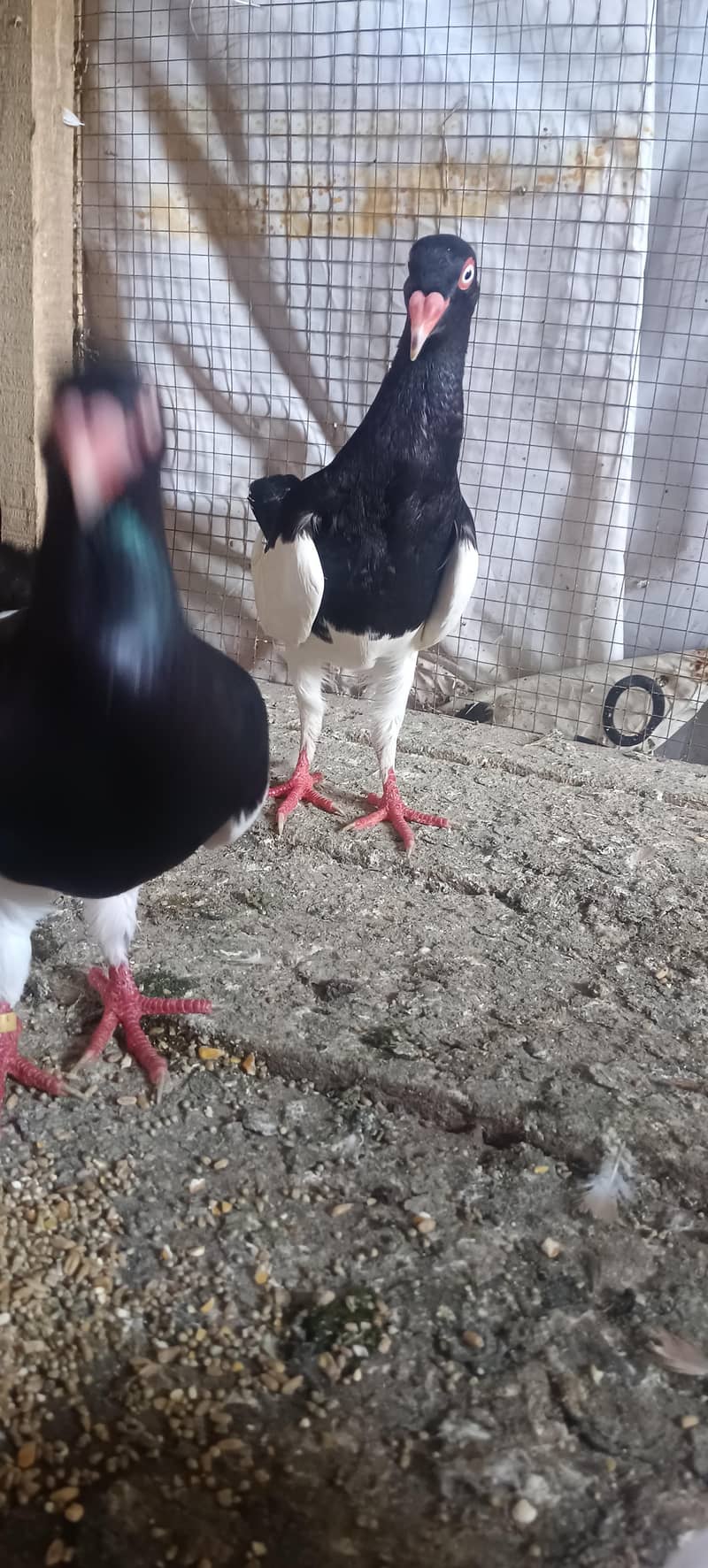 breeder 2