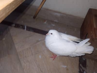 white khumray red eyes breeder pair