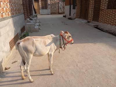 sahiwal Jersey class