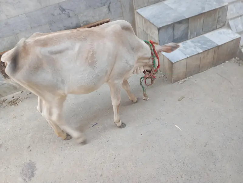 sahiwal Jersey class — photo 2