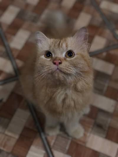 Doll Face Persian Cat