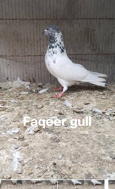 F G male