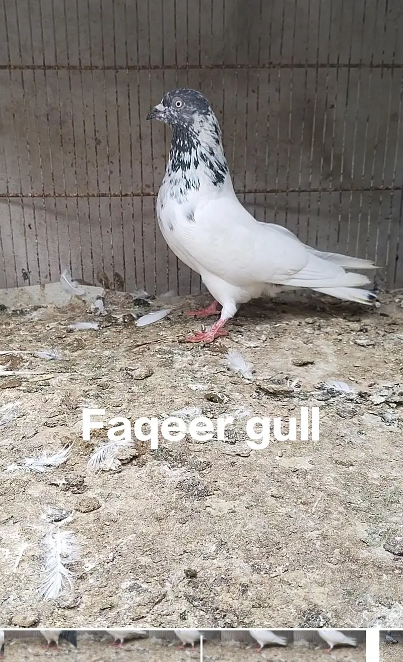 F G male