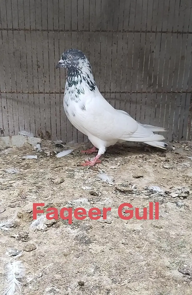 F G male — photo 2