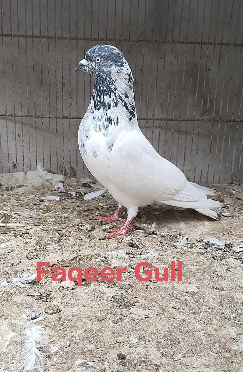 F G male — photo 3