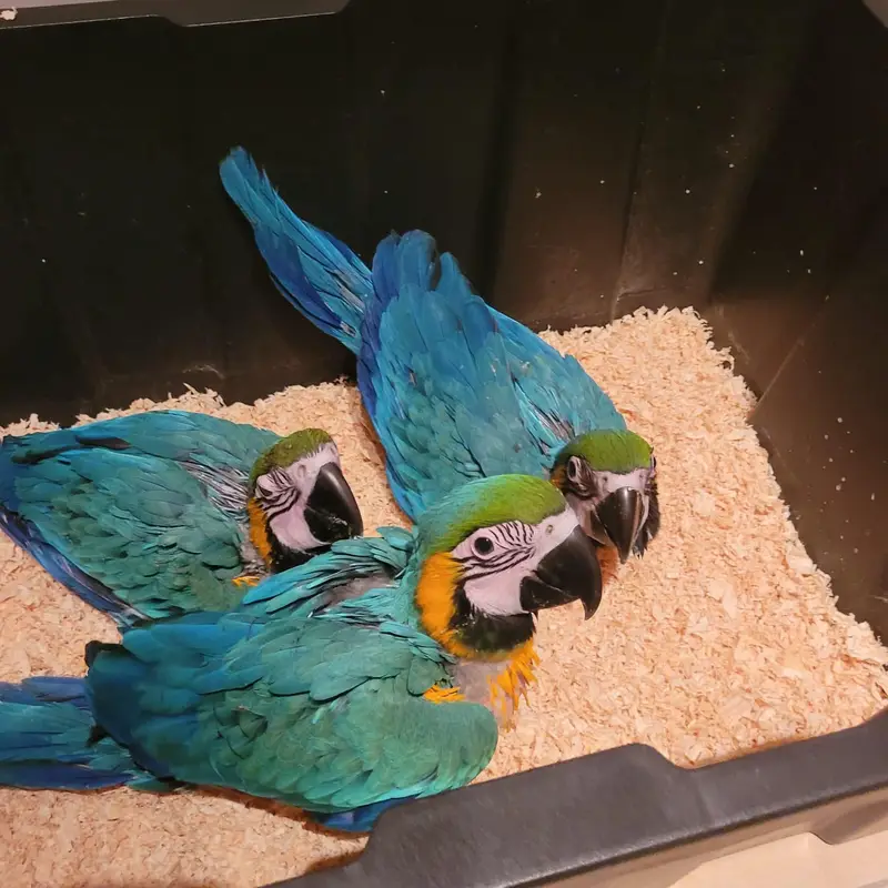 blue and gold macaw chicks for sale age 4 mohth 03292338351 — photo 2
