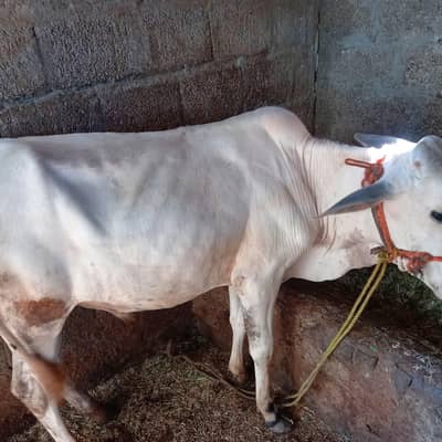 Healthy Desi Bachra for Sale - 1.5 Years Ol