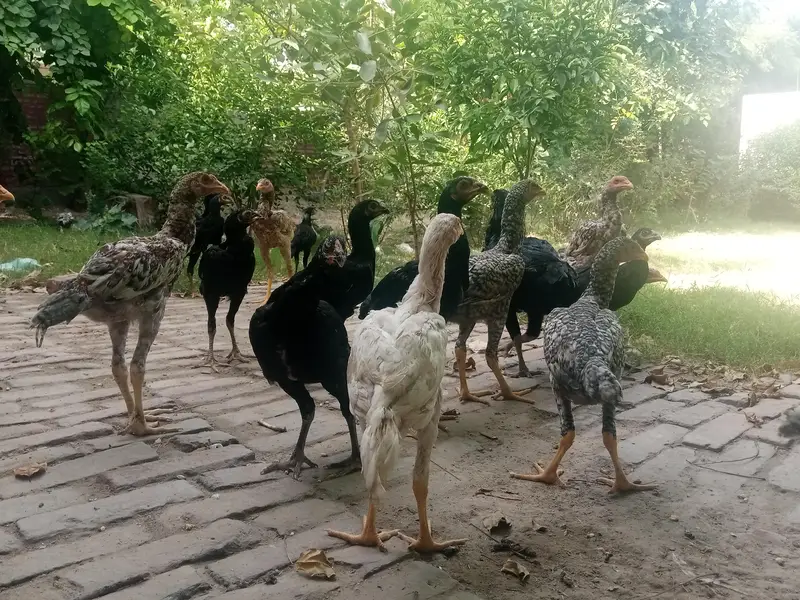 Desi Aseel Good Quality Organic Environment — photo 3