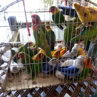 40 parrots jaal ke sath