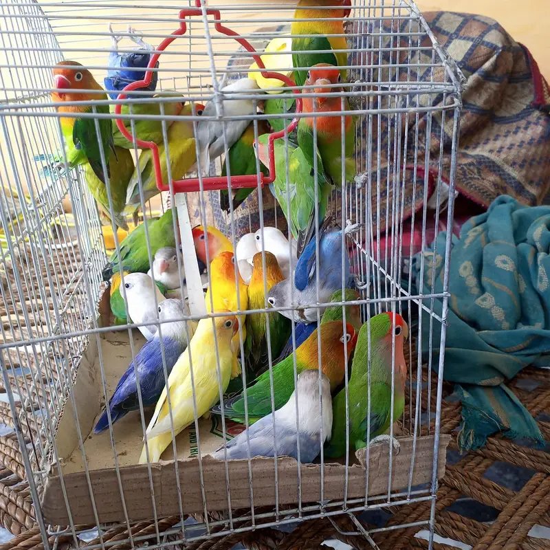 40 parrots jaal ke sath — photo 2