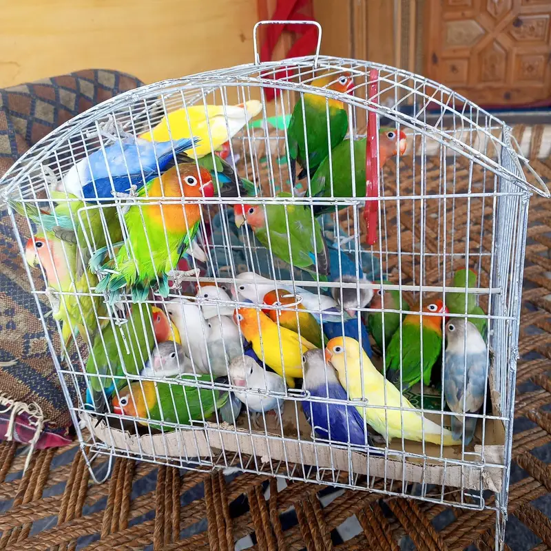 40 parrots jaal ke sath — photo 3