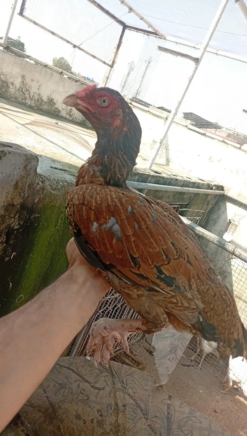 mianwali aseel for sale — photo 2