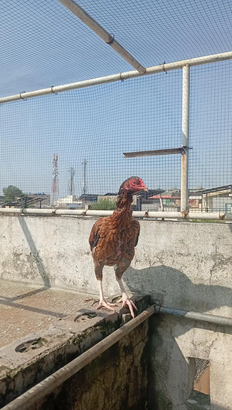 mianwali aseel for sale — photo 3