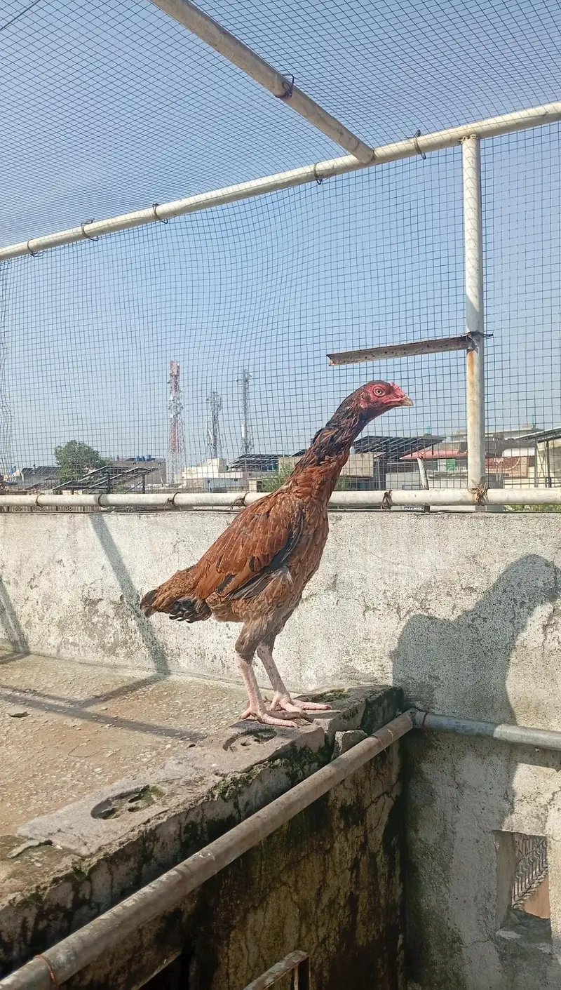 mianwali aseel for sale — photo 4