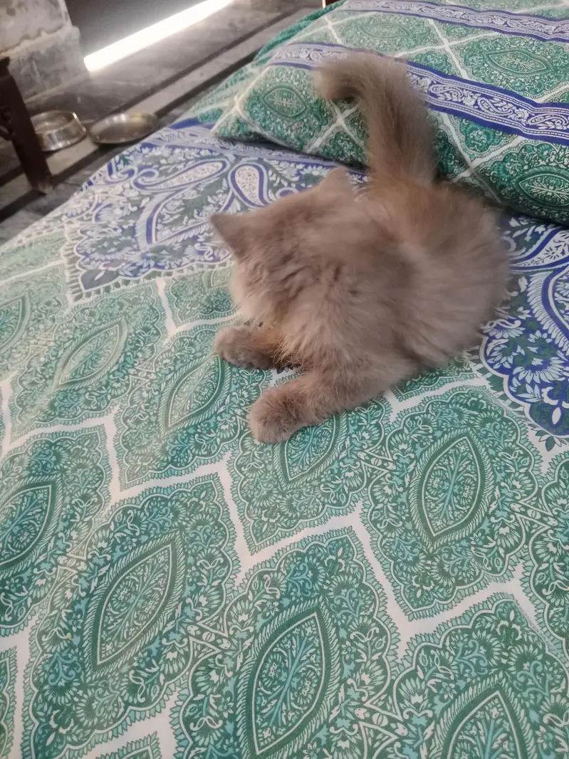 Healthy And Active — photo 3