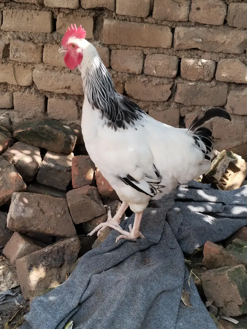 light Sussex male/ murga for sale/ light Sussex — photo 7