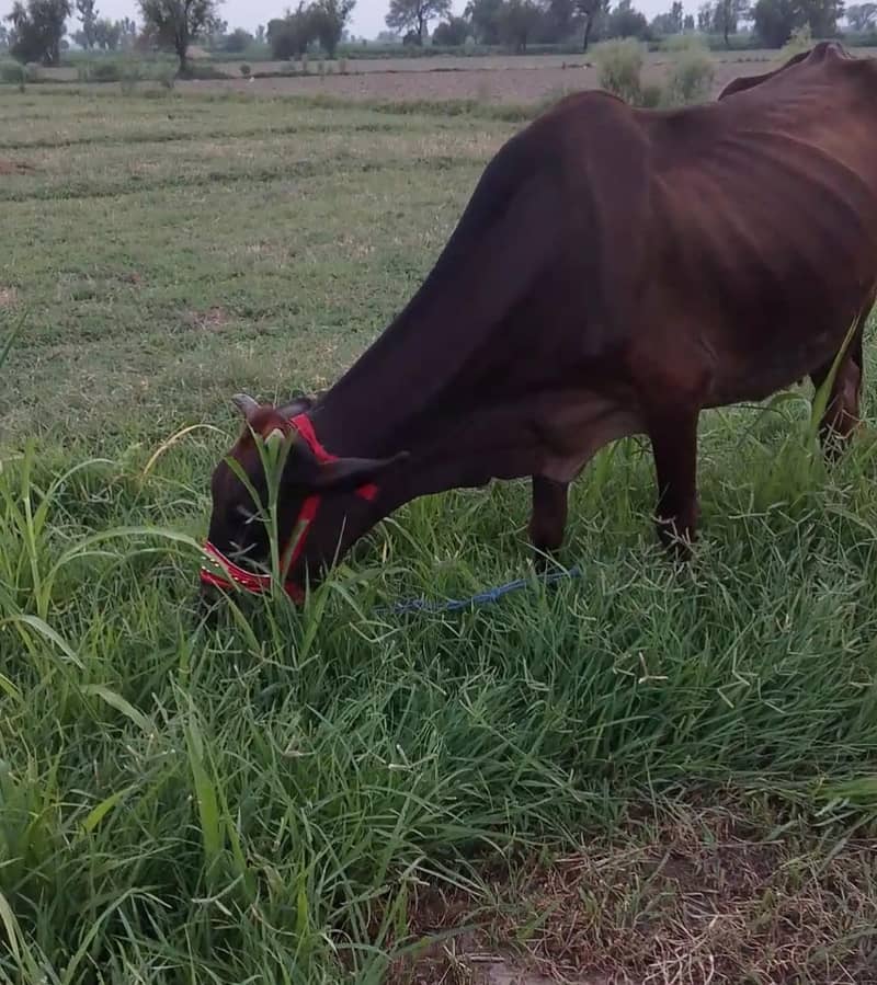 جرسی چولستانی گائے فار سیل ہے 1