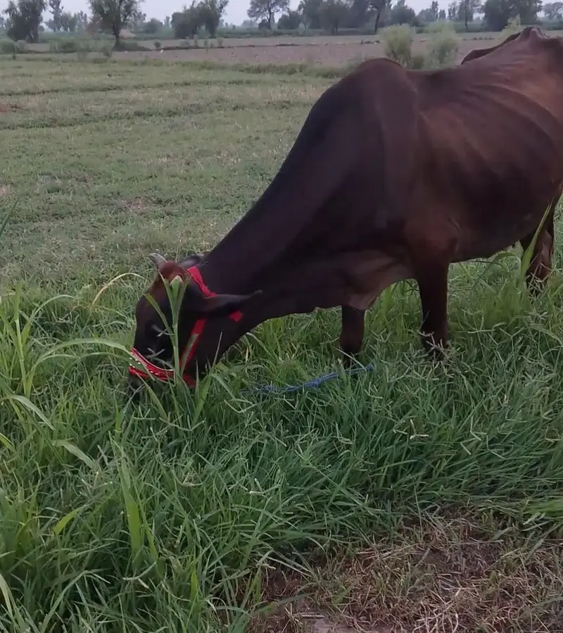 جرسی چولستانی گائے فار سیل ہے — photo 2