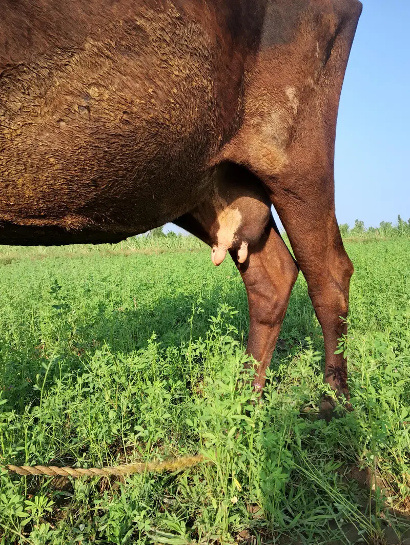 جرسی چولستانی گائے فار سیل ہے — photo 3