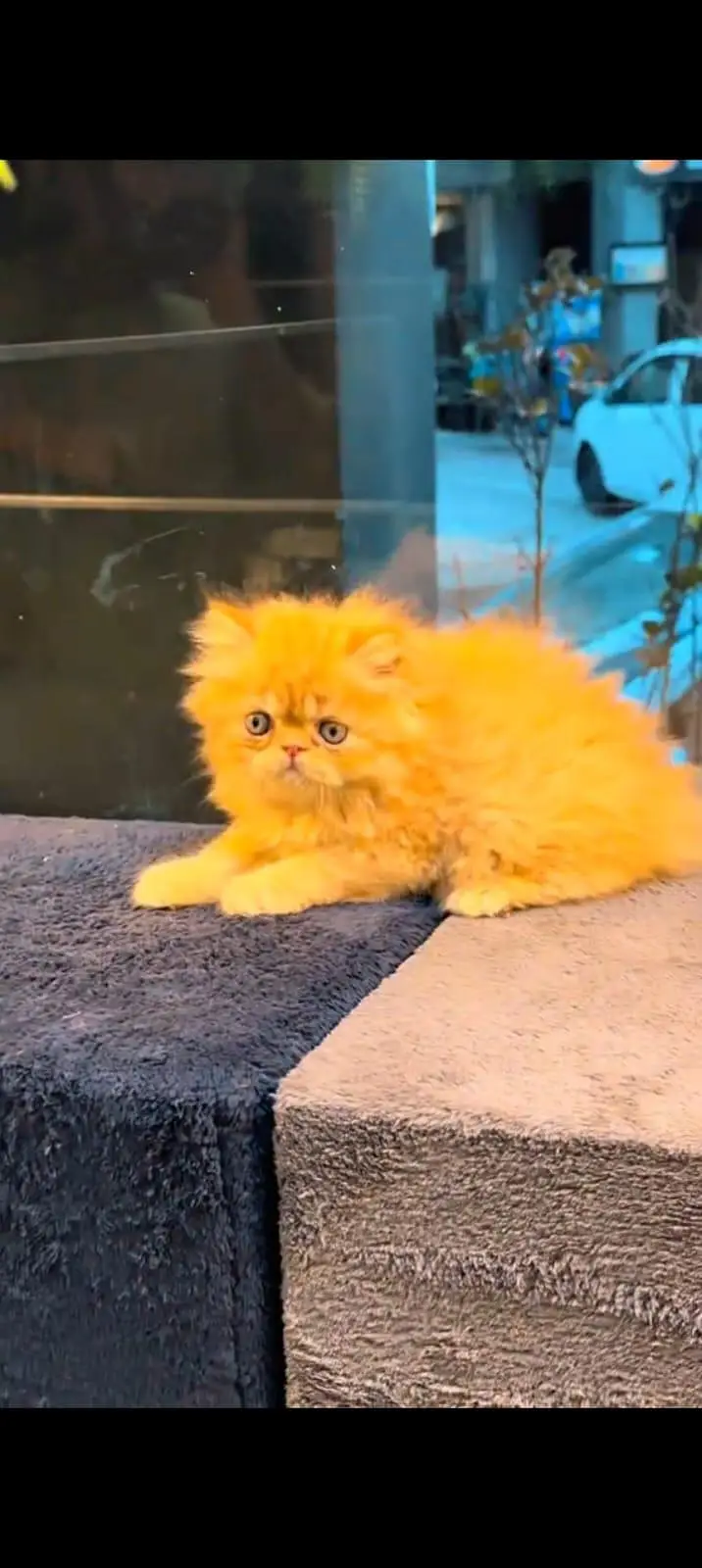 pure Persian cats vaccinated and healthy active WhatsApp/0344/6895398/ — photo 4