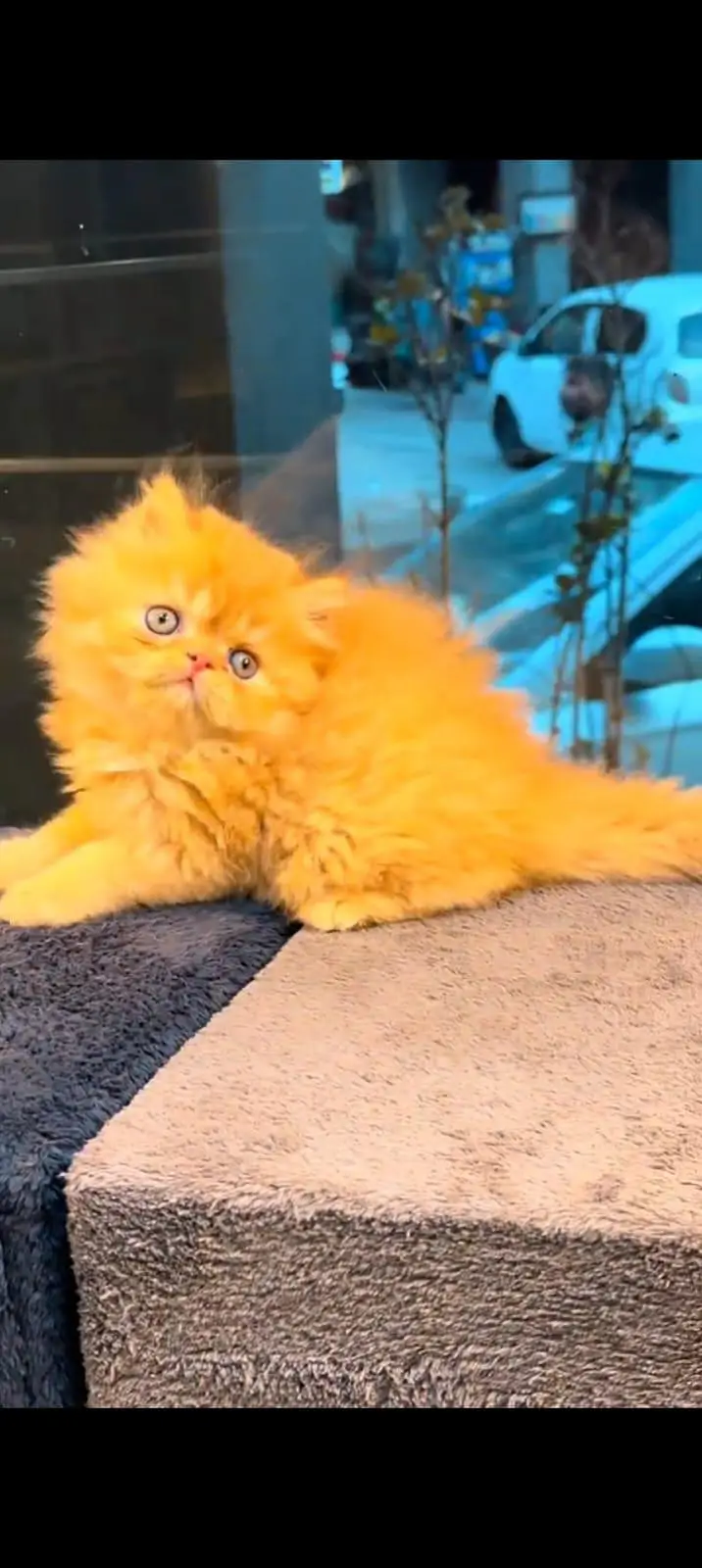 pure Persian cats vaccinated and healthy active WhatsApp/0344/6895398/ — photo 5