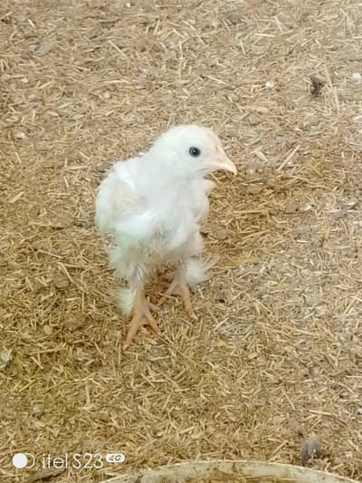 bantam 4 sale