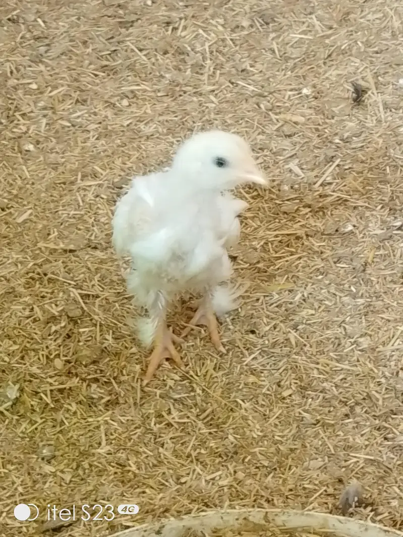 bantam 4 sale — photo 2