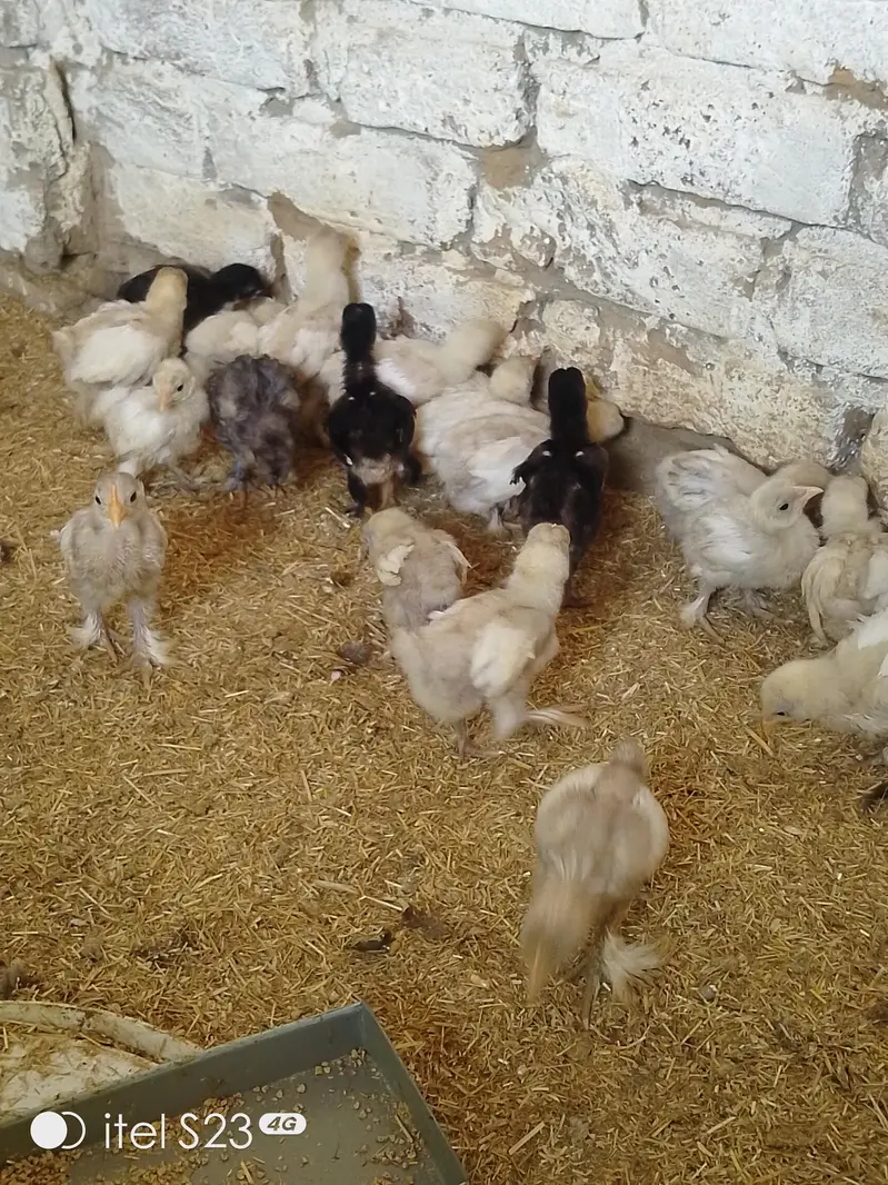 bantam 4 sale — photo 3