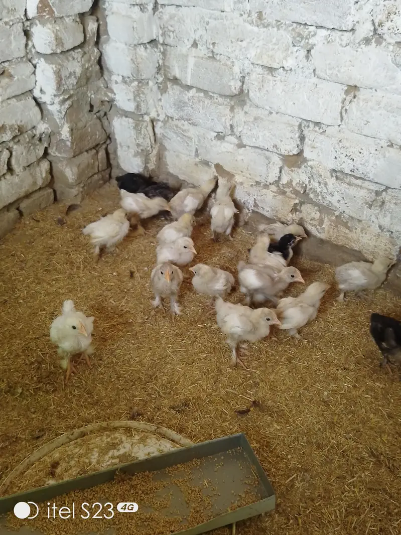 bantam 4 sale — photo 4