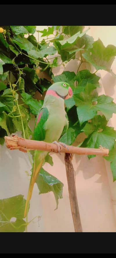 kashmiri raw parrot/taking parrot/