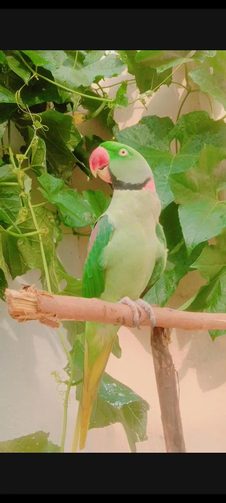 kashmiri raw parrot/taking parrot/ — photo 2