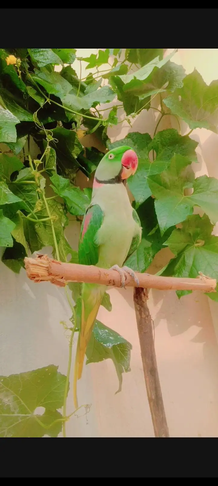 kashmiri raw parrot/taking parrot/ — photo 3