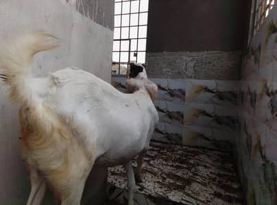 dhood wali bakri he Ghar ki Pali hoy he