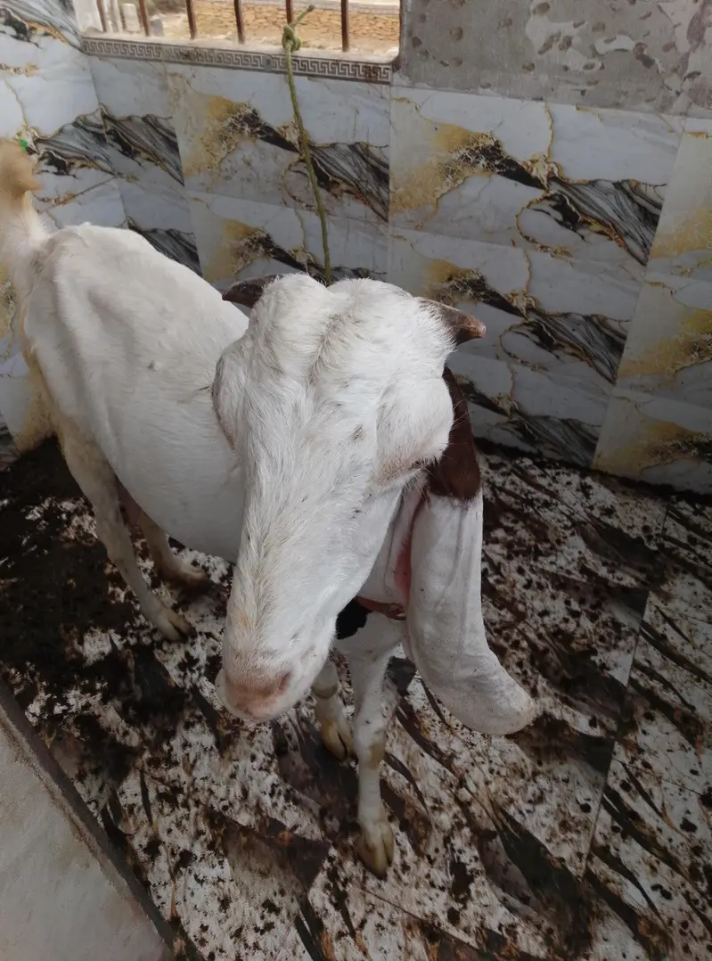 dhood wali bakri he Ghar ki Pali hoy he — photo 2