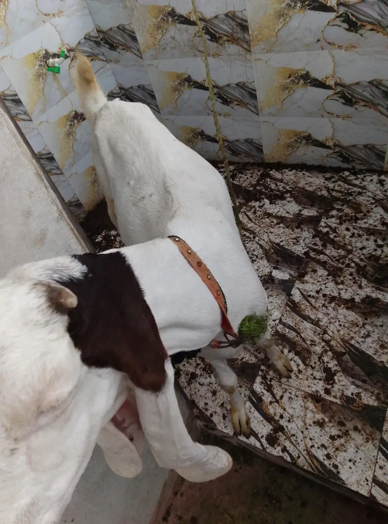 dhood wali bakri he Ghar ki Pali hoy he — photo 3