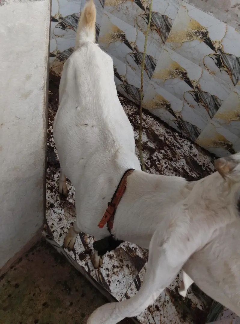 dhood wali bakri he Ghar ki Pali hoy he — photo 4