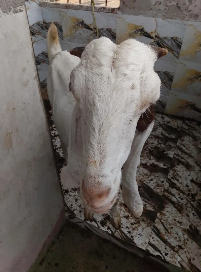 dhood wali bakri he Ghar ki Pali hoy he — photo 5