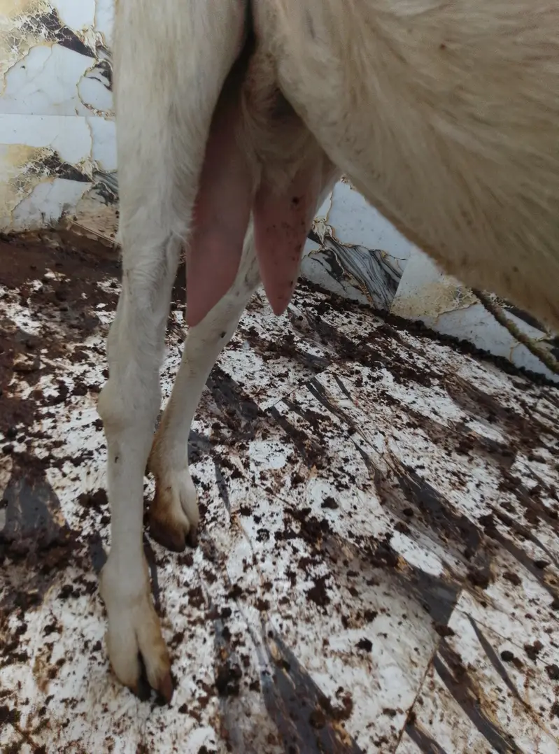 dhood wali bakri he Ghar ki Pali hoy he — photo 6