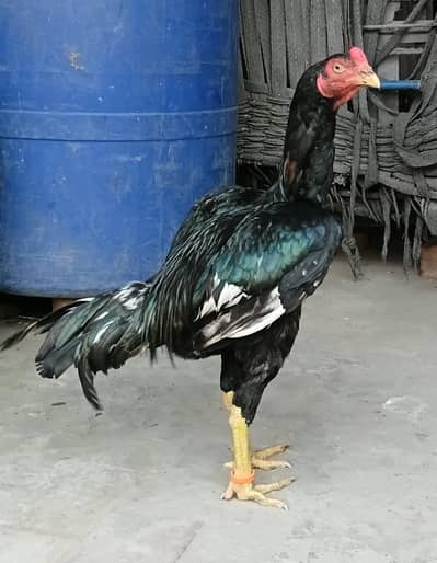 Lasani Aseel Pair Available For Sale