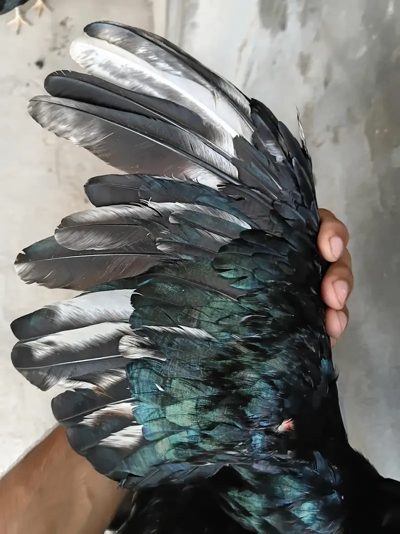 Lasani Aseel Pair Available For Sale — photo 2