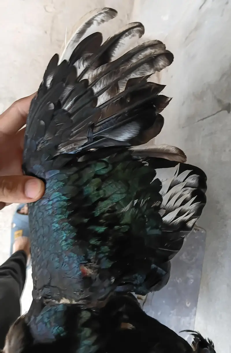 Lasani Aseel Pair Available For Sale — photo 3